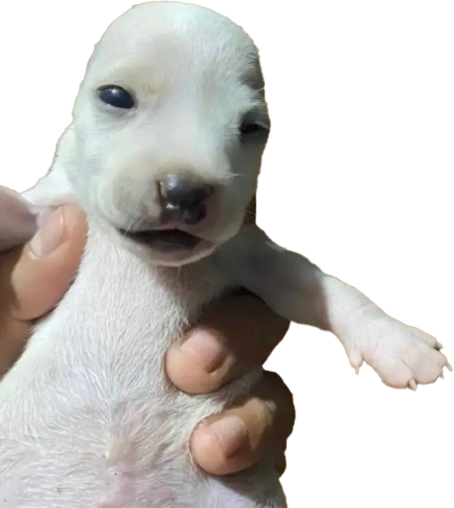 The cute puppy Bean